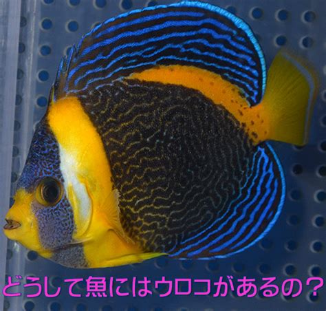 有鱗魚種類|鱗のある魚の種類について解説 